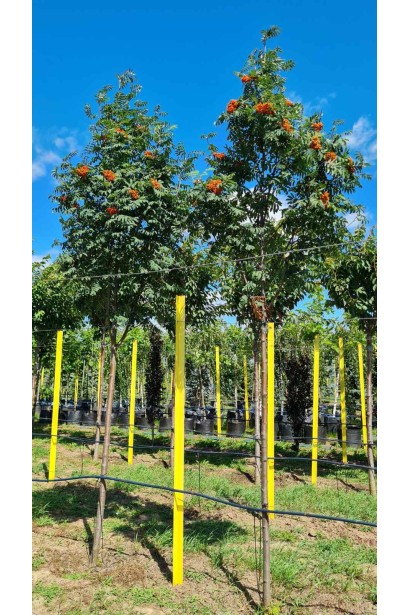 Горобина звичайна Додонг ком/вис.360-400см/Ø60-80см/ШТАМБ 180-200см/обхват 10-12см